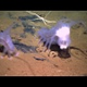 True facts about the sea pig – a living, deep-sea condom with legs